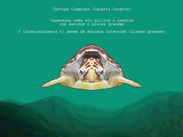 Caretta Caretta