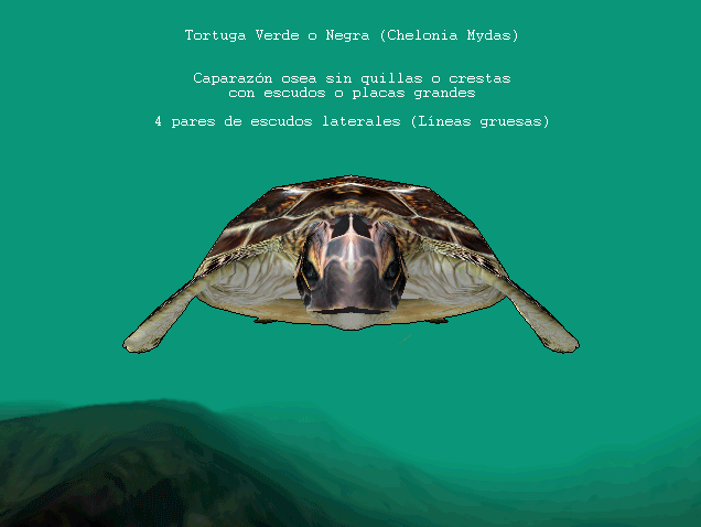 Chelonia Mydas