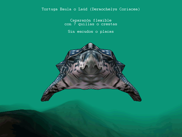 Dermochelys Coriacea