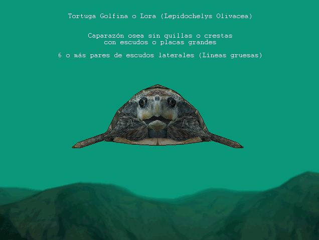 Lepidochelys Olivacea